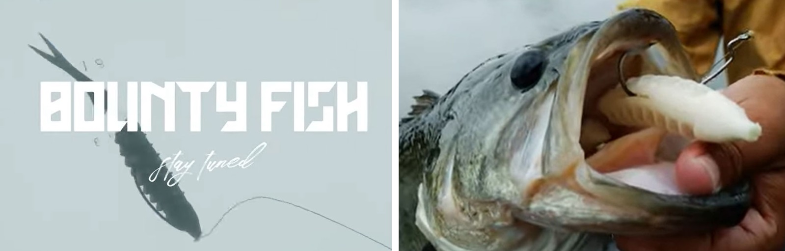 Jackall / BOUNTY FISH – Lure&Boat BackLash Japan